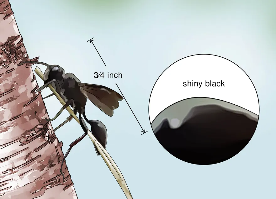 スズメバチの見分け方