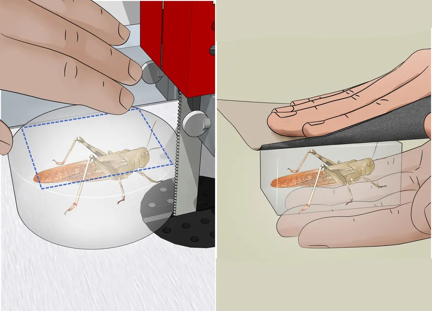 昆虫を樹脂で保存する方法