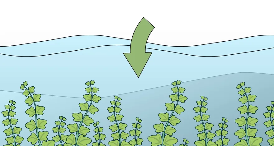 植物が食用であるかどうかをテストする方法