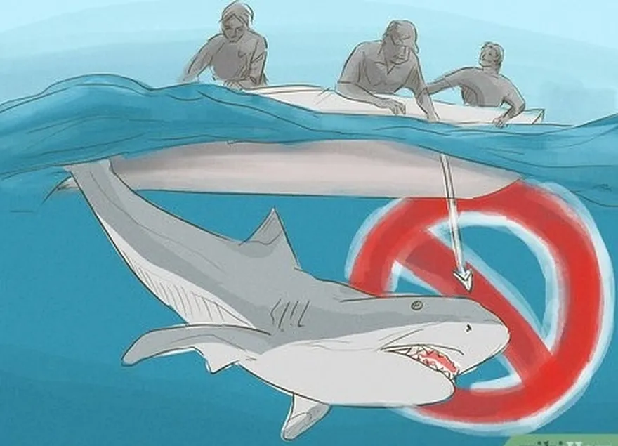 ステップ6ドン't ever bother or harass sharks.