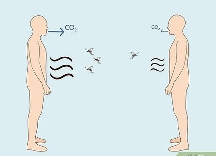 より多くの乳酸とco2を放出する人は、より多くの蚊を引き付けます。