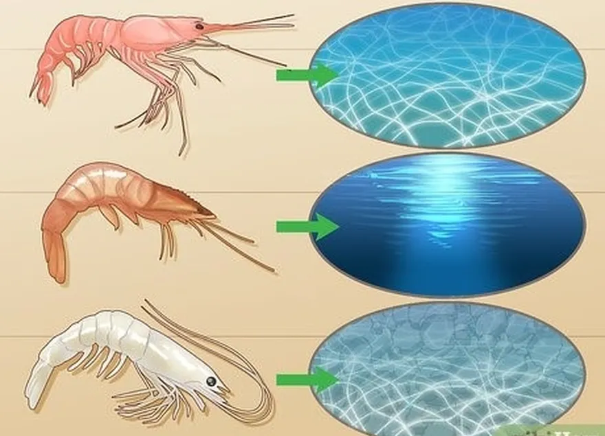 ステップ 3 水の状態を見て、使用するエビの種類を見つけます。're looking for.