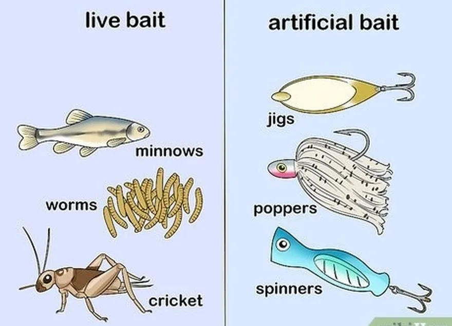 ステップ6淡水魚を捕まえるために、ライブまたは人工餌のいずれかを選択します。