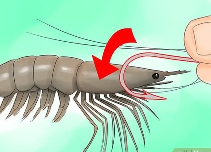 ステップ1キャストまたはトローリング時にエビを頭にフックします。