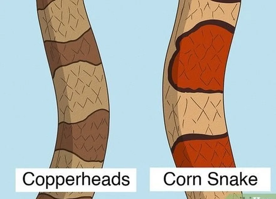 ステップ1コーンヘビは、銅ヘッドよりも明るい赤い鱗を持っています。