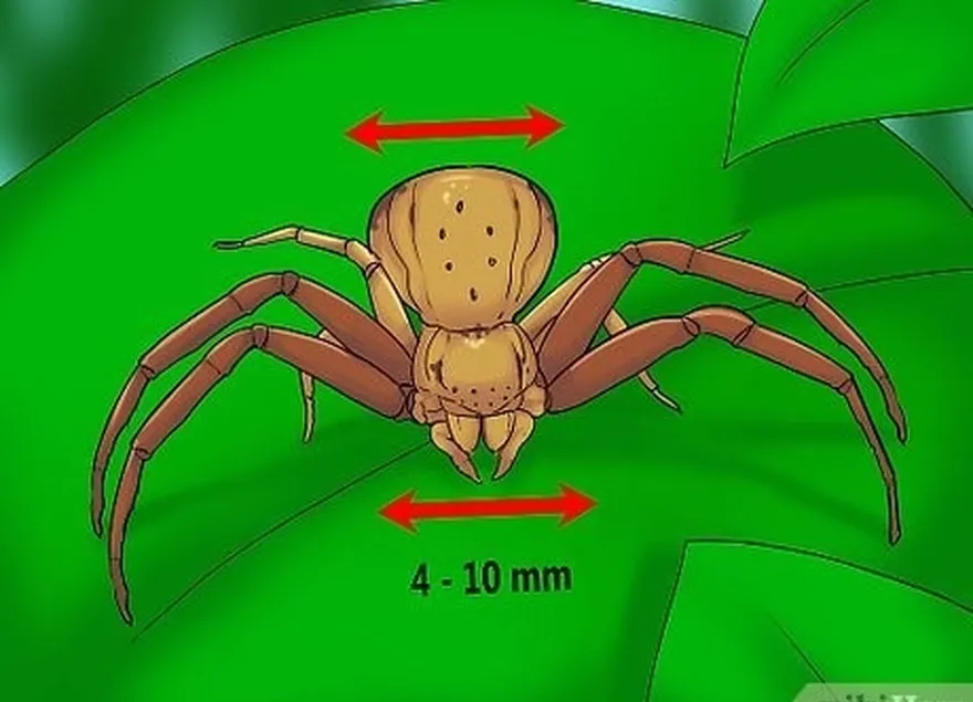 ステップ4クモのサイズに注意してください。