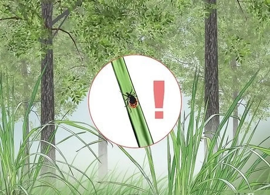 ステップ1あなたがいる場所で湿った森林に覆われた生息地を特定します're likely to encounter ticks.