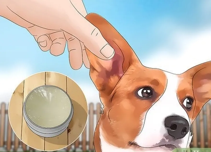 ステップ 1 犬にワセリンを塗ります's ears.