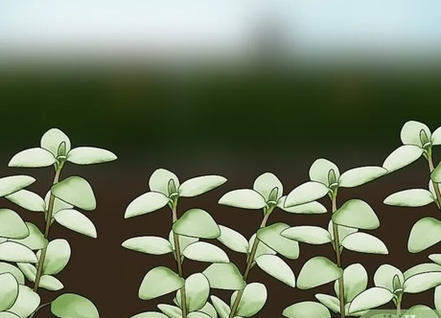 ステップ5植物鹿から黙示する植物。