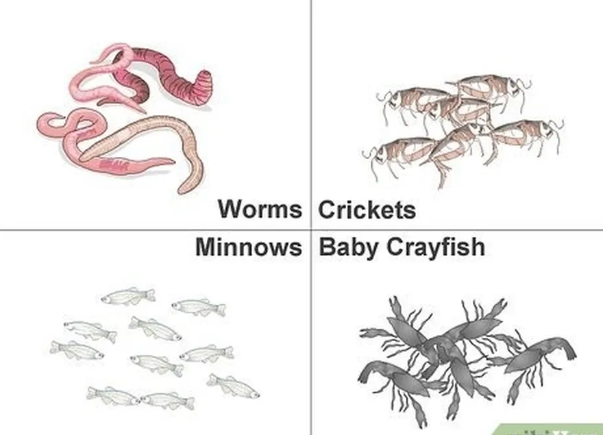 ステップ1昆虫と小さな魚を餌として使用します。