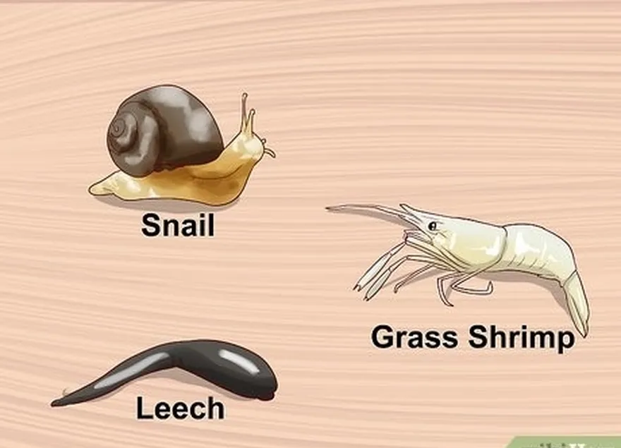 ステップ2草のエビ、砂カニ、イワシのカタツムリ、ヒル、およびその他の水生無脊椎動物を添えた魚。