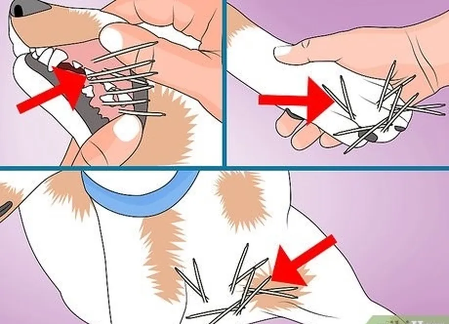 ステップ4クイルの場所については、動物全体をチェックします。