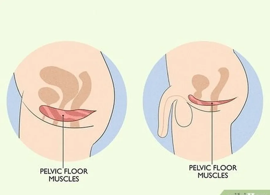 ステップ1骨盤底の筋肉を見つけます。