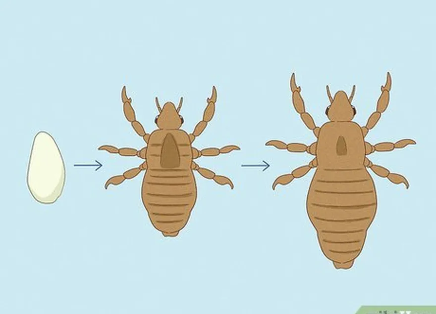 恥骨シラミは、生殖器領域でよく見られる小さな寄生虫です。