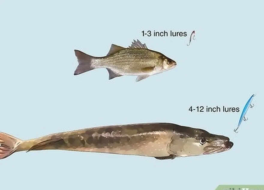 ステップ2魚に最適なサイズとタイプのルアーを知っています。